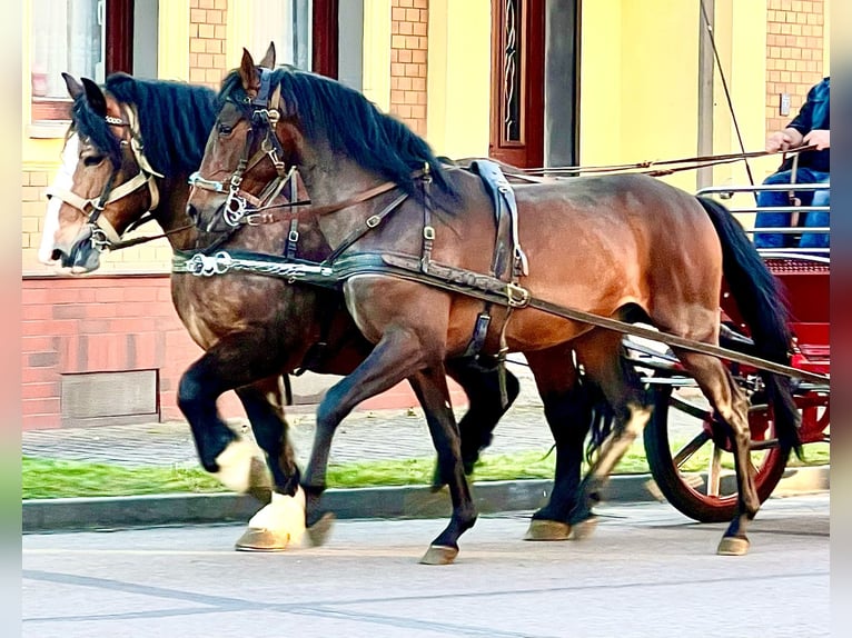 PRE Wallach 5 Jahre 159 cm Brauner in G&#xF6;rzke