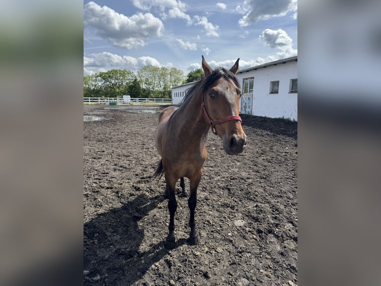 PRE Wallach 5 Jahre 159 cm Brauner in G&#xF6;rzke