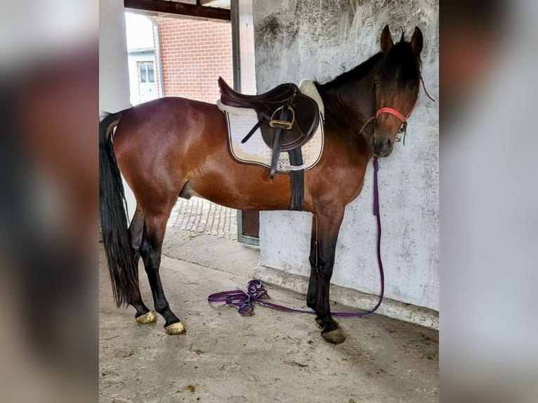 PRE Wallach 5 Jahre 159 cm Brauner in G&#xF6;rzke