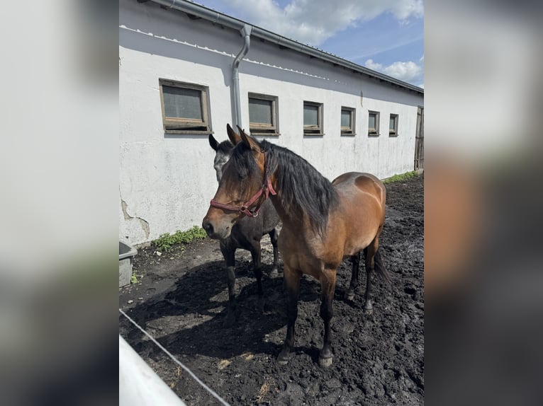 PRE Wallach 5 Jahre 159 cm Brauner in G&#xF6;rzke