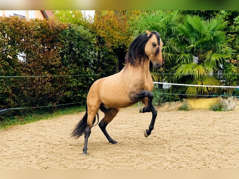 PRE Mix Wallach 5 Jahre 159 cm Buckskin in Ettenheim
