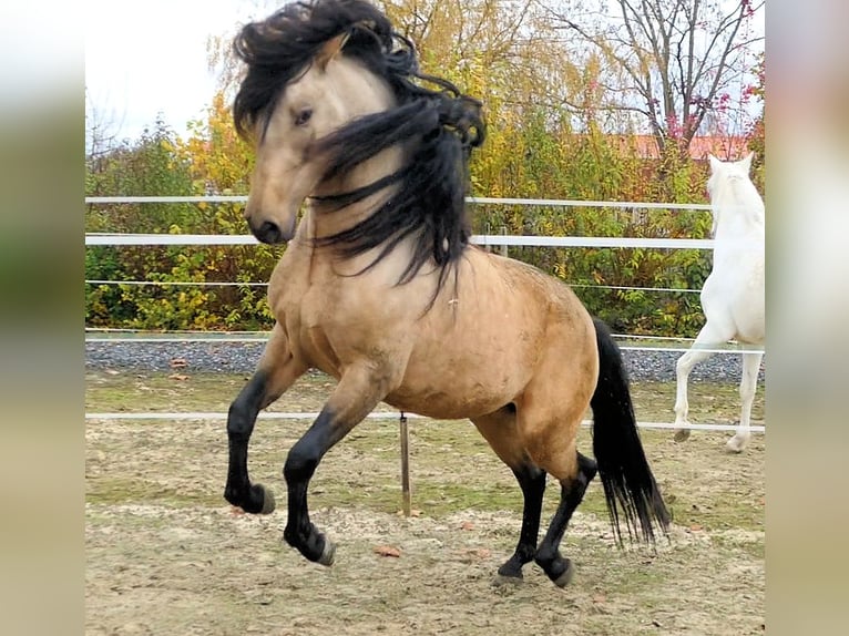 PRE Mix Wallach 5 Jahre 159 cm Buckskin in EttenheimEttenheim