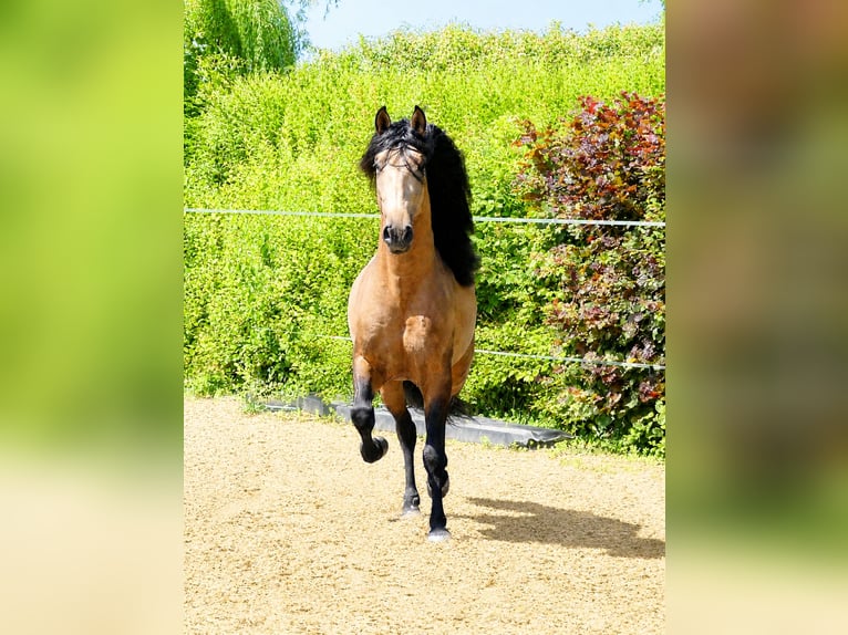 PRE Mix Wallach 5 Jahre 159 cm Buckskin in EttenheimEttenheim