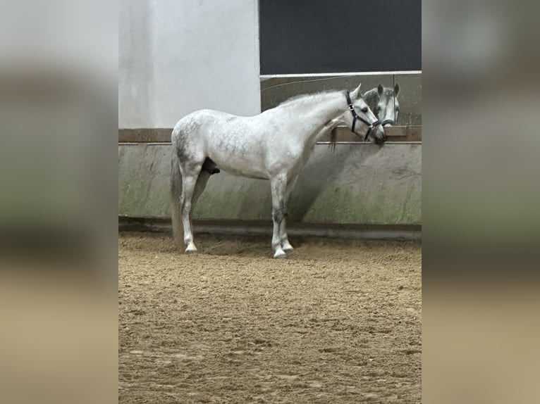 PRE Mix Wallach 5 Jahre 160 cm Apfelschimmel in München