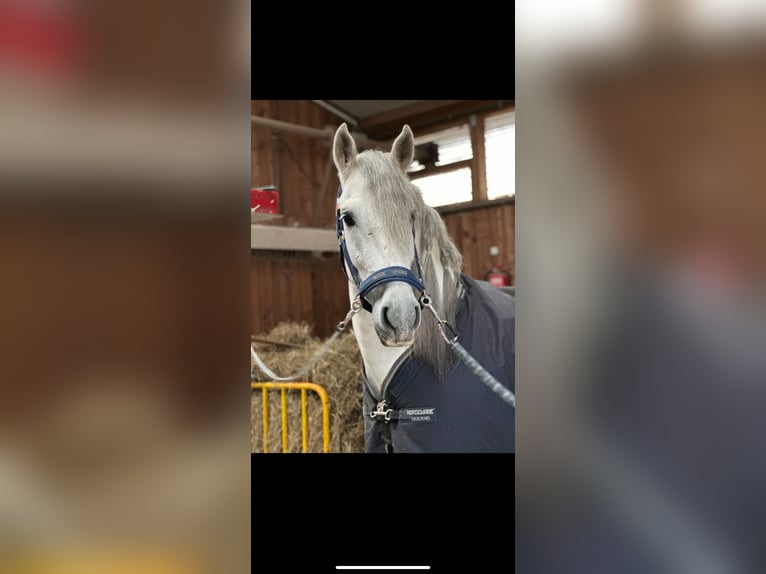 PRE Mix Wallach 5 Jahre 160 cm Apfelschimmel in München