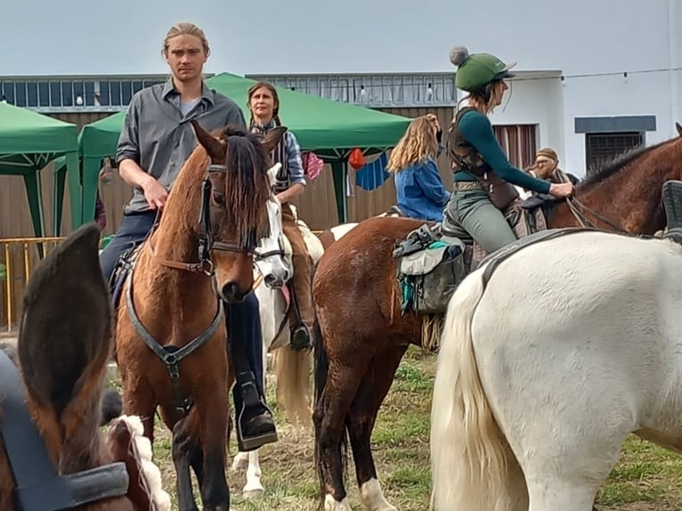 PRE Wallach 5 Jahre 160 cm Brauner in Neubrunn