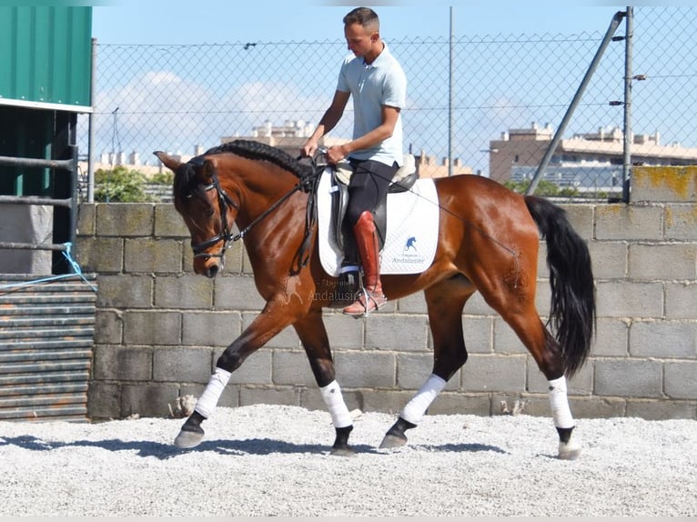 PRE Wallach 5 Jahre 160 cm Brauner in Provinz Granada