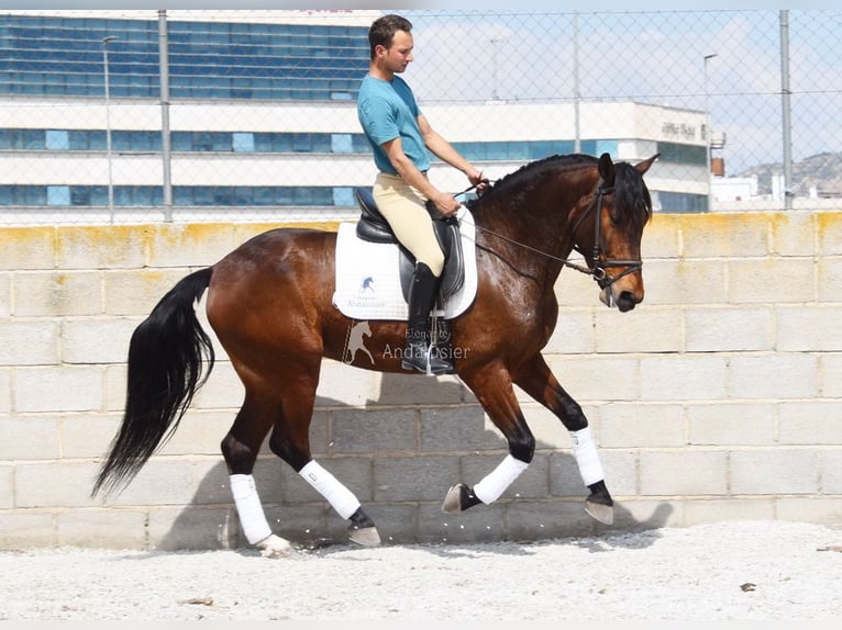 PRE Wallach 5 Jahre 160 cm Brauner in Provinz Granada