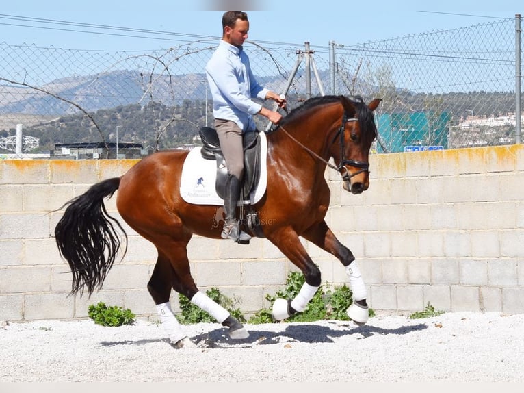 PRE Wallach 5 Jahre 160 cm Brauner in Provinz Granada