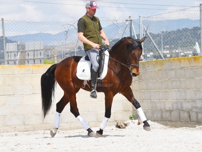 PRE Wallach 5 Jahre 160 cm Brauner in Provinz Granada