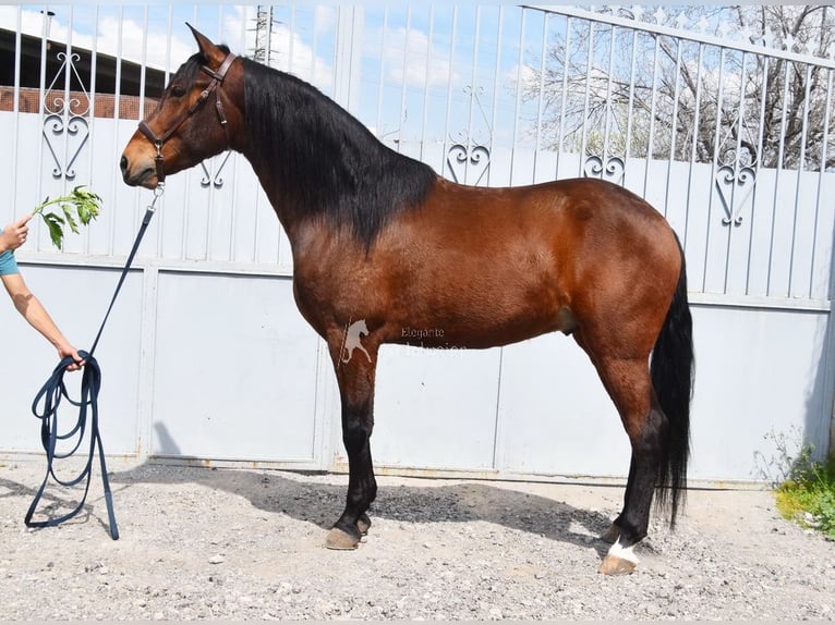 PRE Wallach 5 Jahre 160 cm Brauner in Provinz Granada