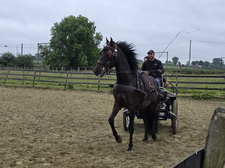 PRE Mix Wallach 5 Jahre 160 cm Dunkelbrauner in Oudenaarde