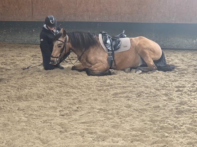 PRE Wallach 5 Jahre 160 cm Falbe in Stadthagen