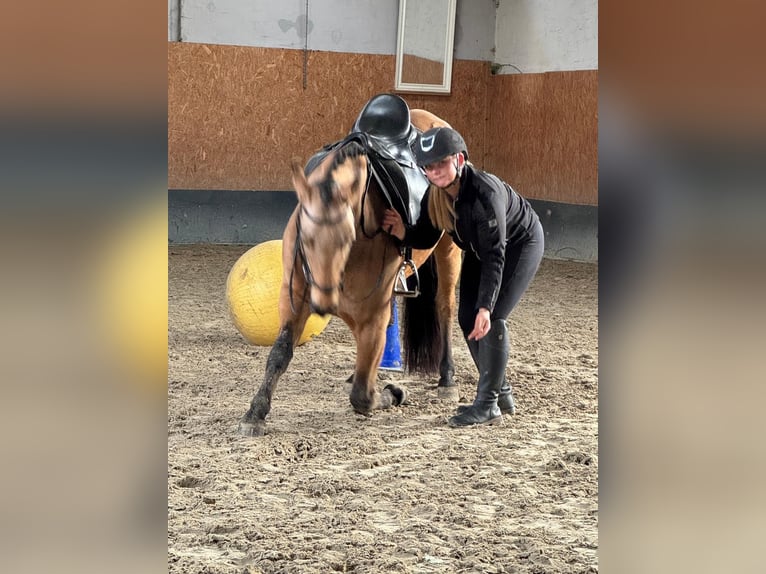 PRE Wallach 5 Jahre 160 cm Falbe in Stadthagen