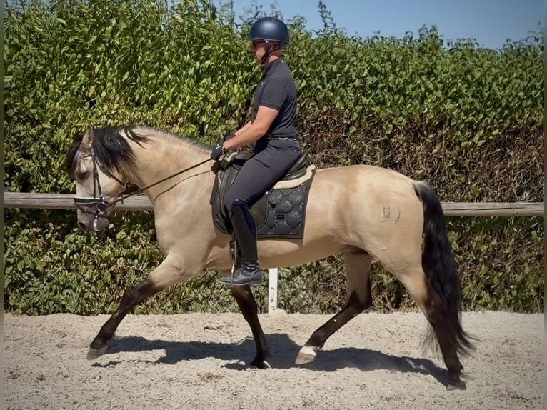 PRE Mix Wallach 5 Jahre 160 cm Falbe in Neustadt (Wied)