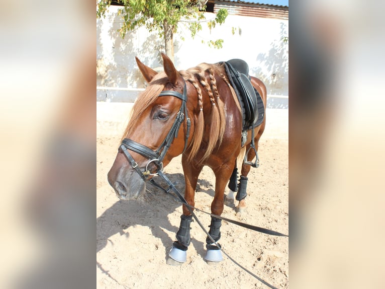 PRE Wallach 5 Jahre 160 cm Fuchs in Castellón