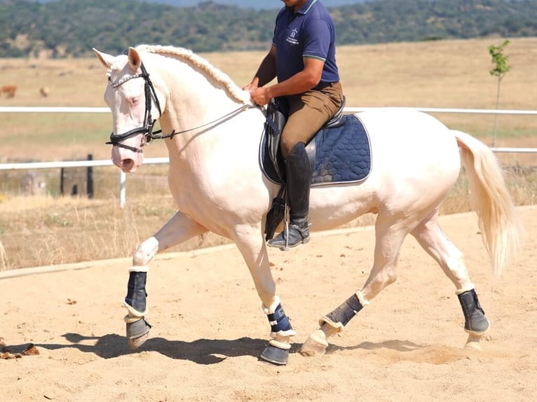 PRE Mix Wallach 5 Jahre 160 cm Perlino in Navas Del Madroño