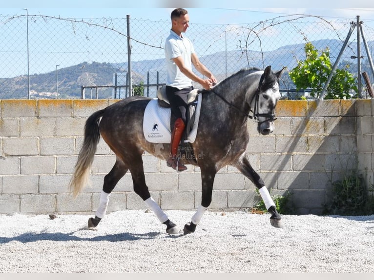 PRE Wallach 5 Jahre 160 cm Schimmel in Provinz Granada