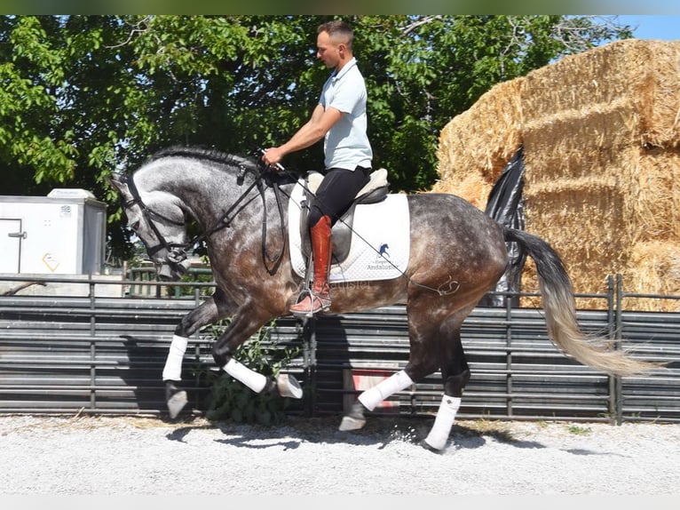 PRE Wallach 5 Jahre 160 cm Schimmel in Provinz Granada