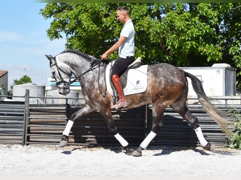 PRE Wallach 5 Jahre 160 cm Schimmel in Provinz Granada
