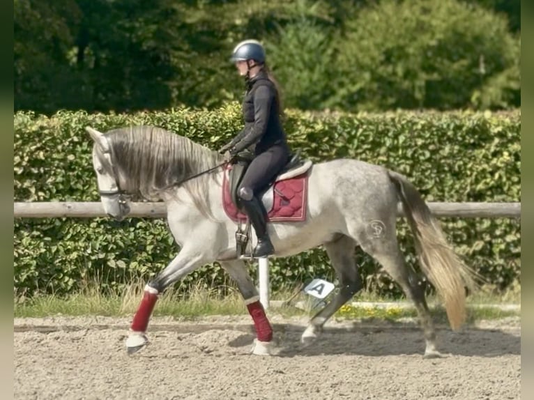 PRE Mix Wallach 5 Jahre 160 cm Schimmel in Neustadt (Wied)