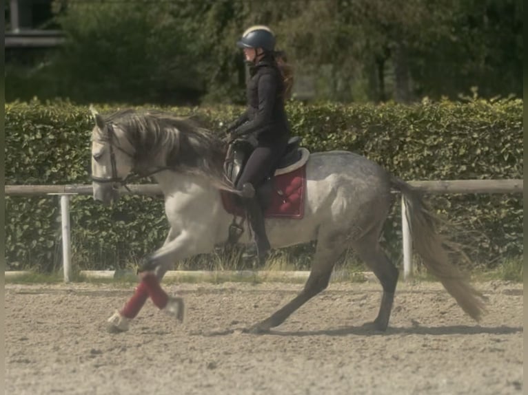 PRE Mix Wallach 5 Jahre 160 cm Schimmel in Neustadt (Wied)