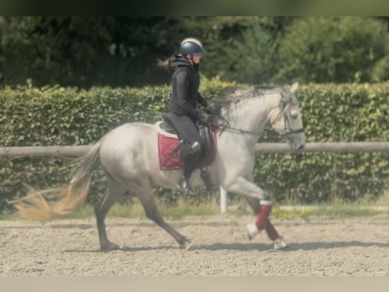 PRE Mix Wallach 5 Jahre 160 cm Schimmel in Neustadt (Wied)