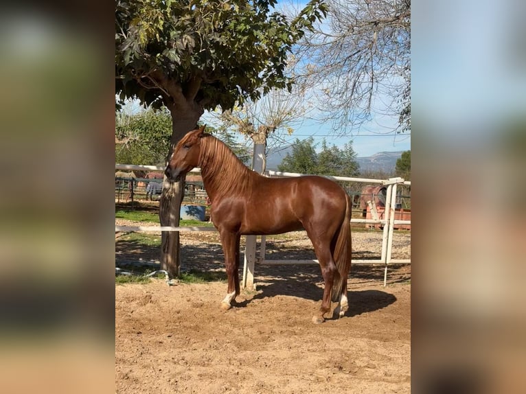 PRE Wallach 5 Jahre 161 cm Brauner in Cabanes