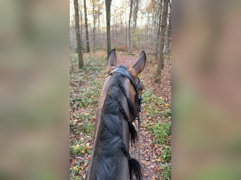 PRE Mix Wallach 5 Jahre 161 cm Brauner in Grebenhain