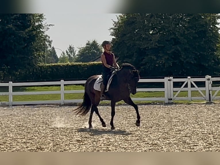 PRE Mix Wallach 5 Jahre 161 cm Dunkelbrauner in Niederkr&#xFC;chten