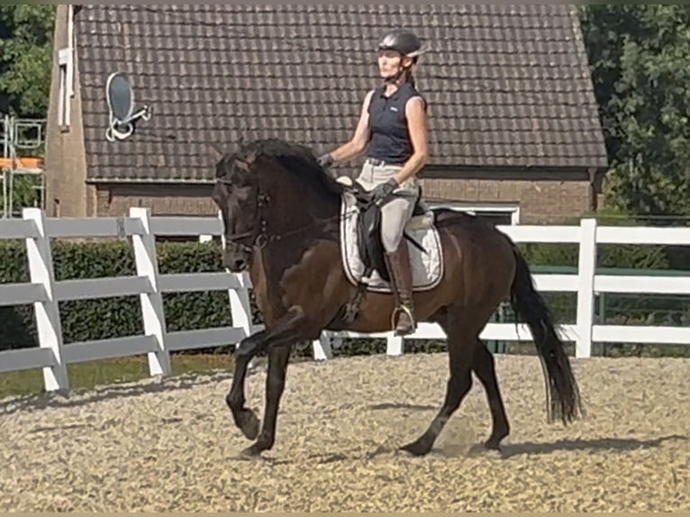 PRE Mix Wallach 5 Jahre 161 cm Dunkelbrauner in Niederkr&#xFC;chten