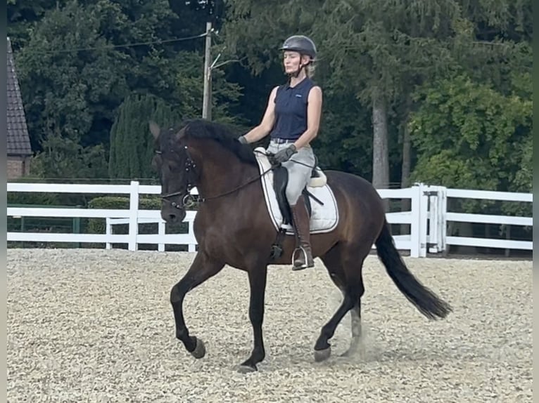 PRE Mix Wallach 5 Jahre 161 cm Dunkelbrauner in Niederkr&#xFC;chten