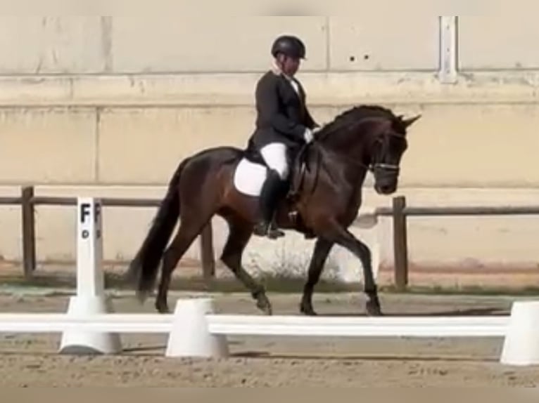 PRE Mix Wallach 5 Jahre 161 cm Dunkelbrauner in Niederkr&#xFC;chten