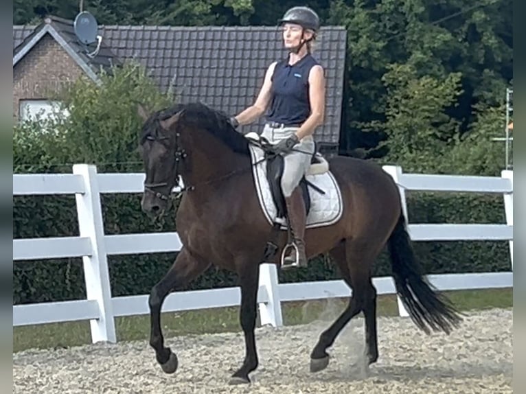 PRE Mix Wallach 5 Jahre 161 cm Dunkelbrauner in Niederkr&#xFC;chten