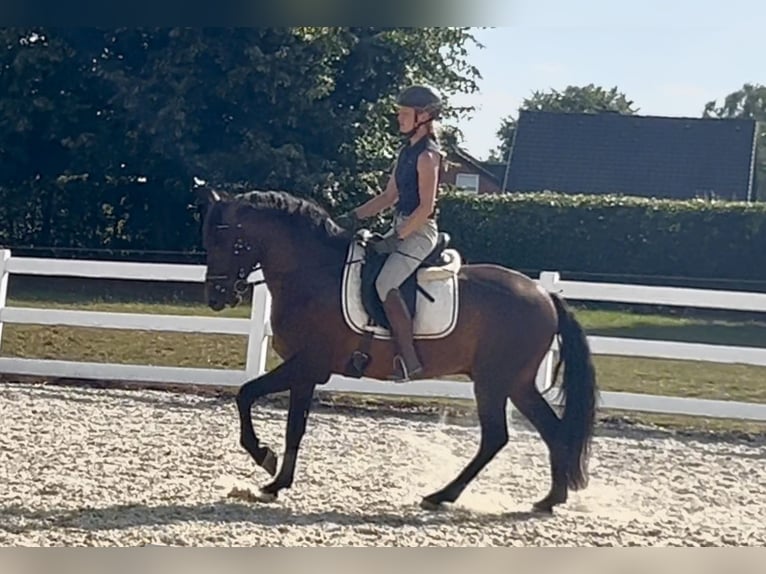 PRE Mix Wallach 5 Jahre 161 cm Dunkelbrauner in Niederkr&#xFC;chten