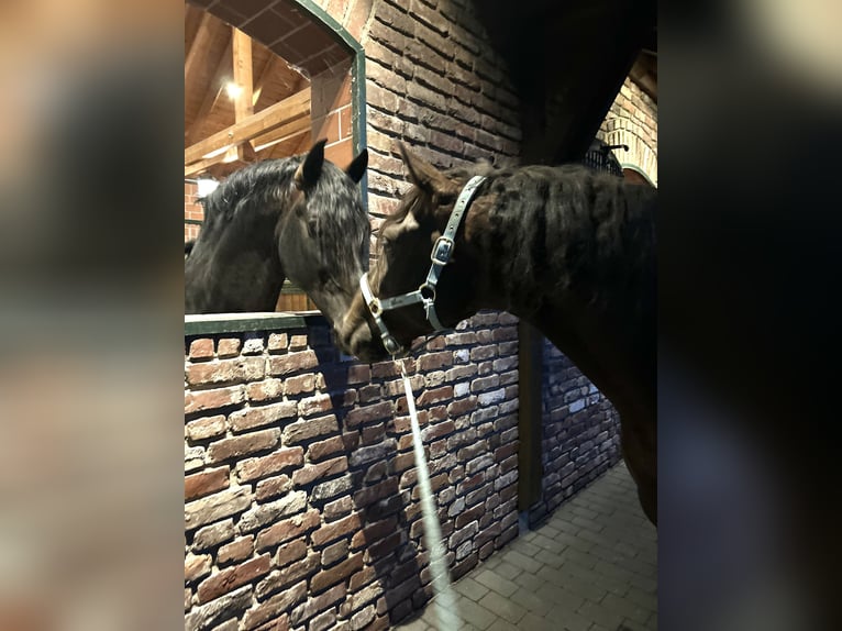 PRE Mix Wallach 5 Jahre 161 cm Dunkelbrauner in Niederkr&#xFC;chten