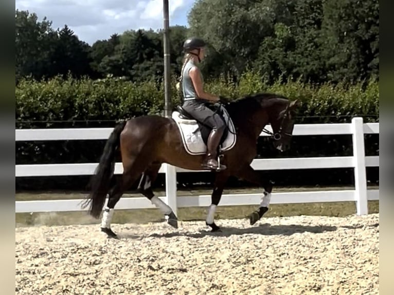 PRE Mix Wallach 5 Jahre 161 cm Dunkelbrauner in Niederkr&#xFC;chten