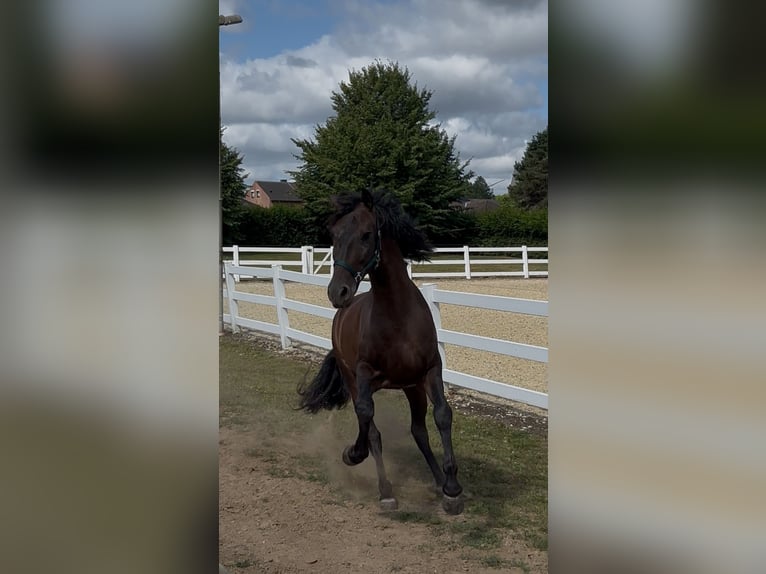 PRE Mix Wallach 5 Jahre 161 cm Dunkelbrauner in Niederkr&#xFC;chten