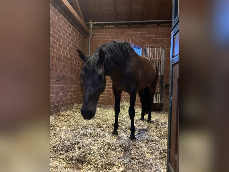 PRE Mix Wallach 5 Jahre 161 cm Dunkelbrauner in Niederkr&#xFC;chten