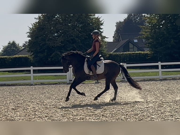 PRE Mix Wallach 5 Jahre 161 cm Dunkelbrauner in Niederkr&#xFC;chten