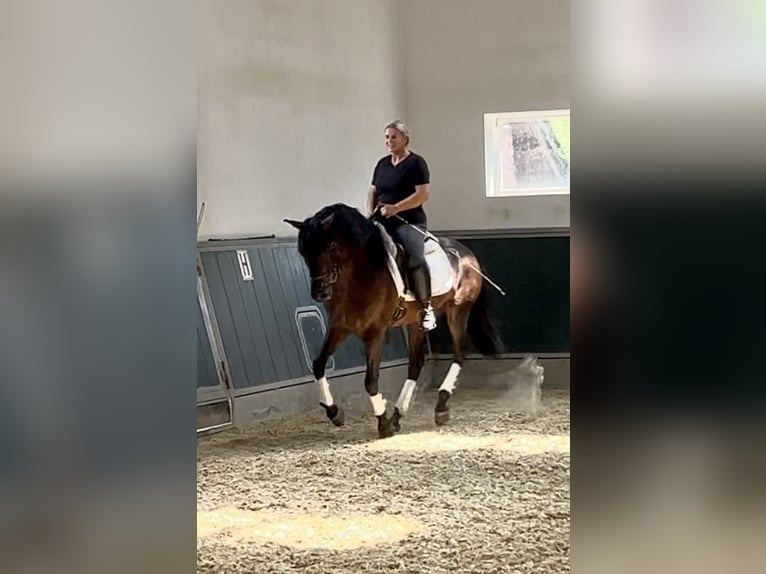 PRE Mix Wallach 5 Jahre 161 cm Dunkelbrauner in Niederkr&#xFC;chten