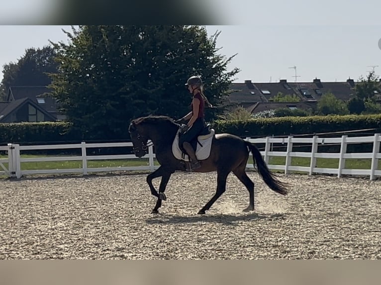 PRE Mix Wallach 5 Jahre 161 cm Dunkelbrauner in Niederkr&#xFC;chten