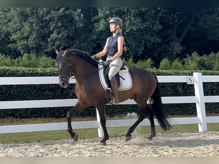 PRE Mix Wallach 5 Jahre 161 cm Dunkelbrauner in Niederkr&#xFC;chten