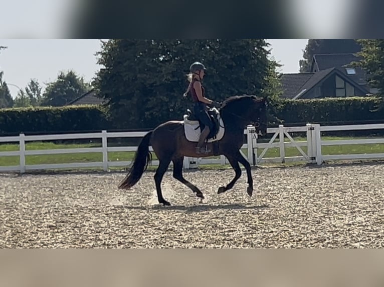 PRE Mix Wallach 5 Jahre 161 cm Dunkelbrauner in Niederkr&#xFC;chten
