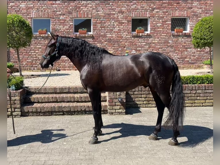 PRE Mix Wallach 5 Jahre 161 cm Dunkelbrauner in Niederkr&#xFC;chten