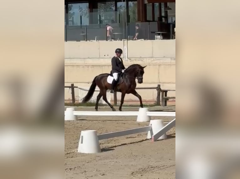 PRE Mix Wallach 5 Jahre 161 cm Dunkelbrauner in Niederkr&#xFC;chten