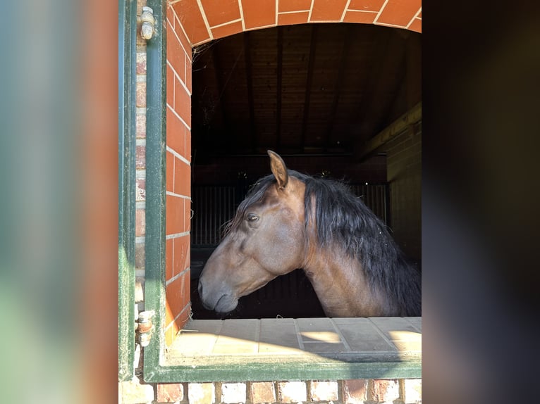 PRE Mix Wallach 5 Jahre 161 cm Dunkelbrauner in Niederkr&#xFC;chten