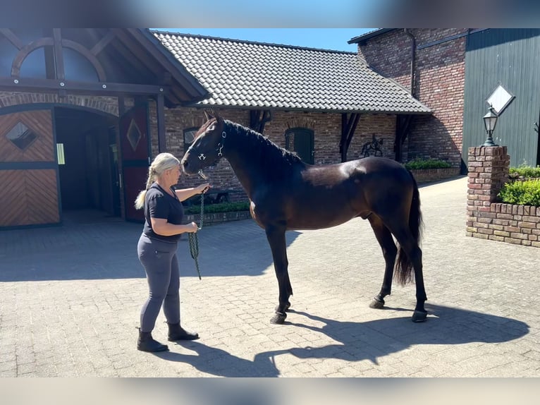 PRE Mix Wallach 5 Jahre 161 cm Dunkelbrauner in Niederkr&#xFC;chten
