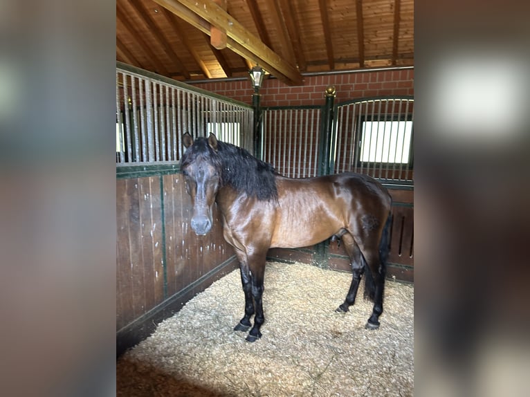 PRE Mix Wallach 5 Jahre 161 cm Dunkelbrauner in Niederkr&#xFC;chten
