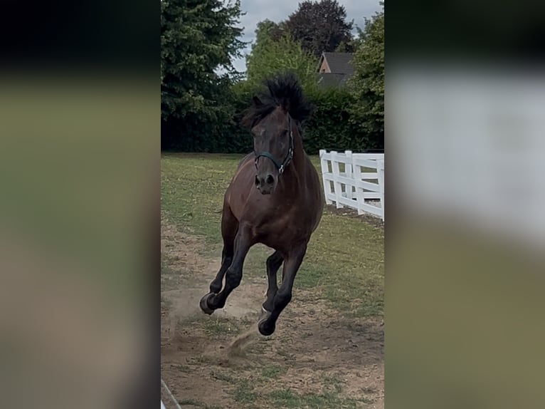 PRE Mix Wallach 5 Jahre 161 cm Dunkelbrauner in Niederkr&#xFC;chten